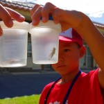 Children's School of Science: collecting insects