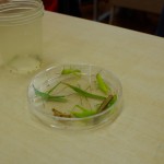 Children's School of Science: collected insects
