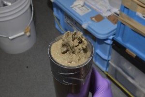 Xenophyophore specimen recovered from a push core