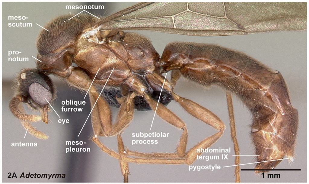 male-ant