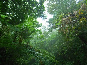 800px-Yambaru_Oldest_Forest_(tata_aka_T)