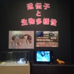 Ant exhibit at the Okinawa Prefectural Museum.