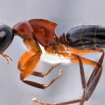 Camponotus levuanus