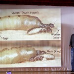 Benoit Guénard giving a presentation on social insects. Photo: OIST.