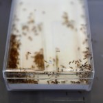 Live ants in a box. Photo: OIST.